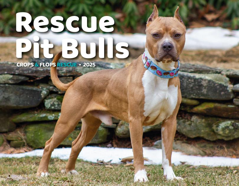 2025 Pit Bull Calendar cover